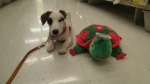 Who is faster a Turtle or a Jack Russell?